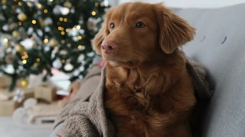 Comfortable Dog Wrapped in Blanket by Christmas Tree