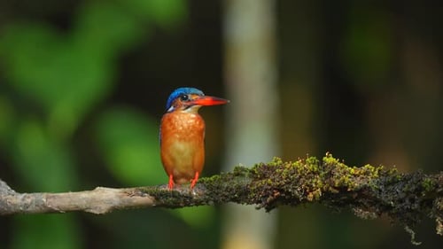a beautiful little bird called a Blue-eared kingfisher bird was perched on a branch that was partly