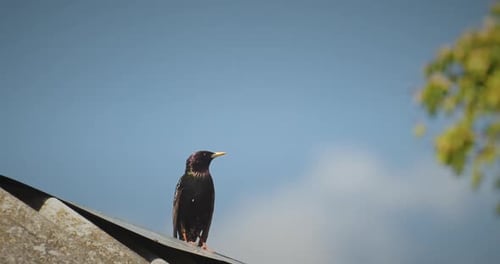 Oiseau debout sur le toit en train de regarder