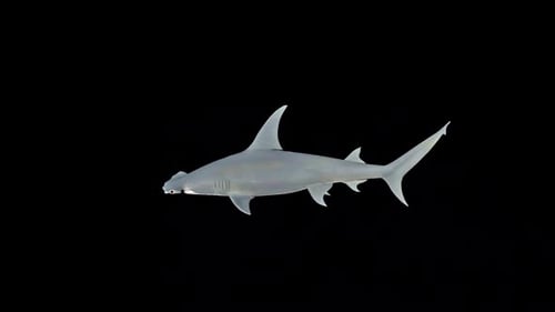 Realistic 3D Hammerhead Shark Swimming Animation