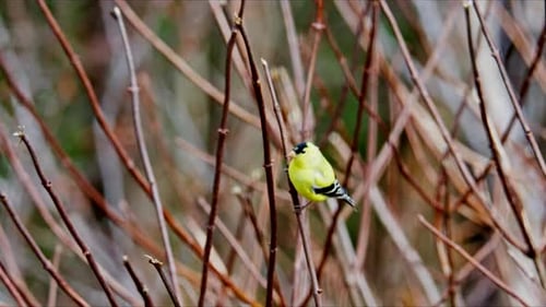 Close Up American Goldfinch Yellow Bird Branch Nova Scotia Canada