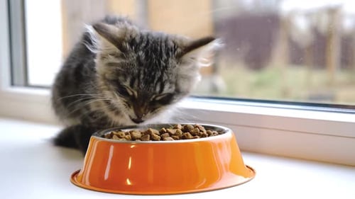 Tabby Kitten Eating Food from Orange Bowl Indoors