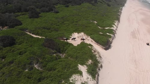 Three horse riders moving through green space onto sandy beach.