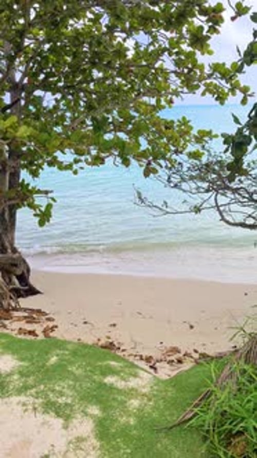 Vertical View of Empty Beach on Island in French Polynesia. Sand, Light Waves, Trees and Grass
