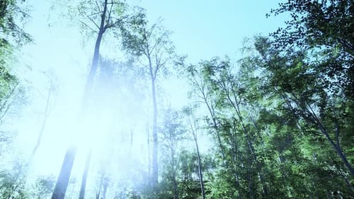 Des bouleaux sous un soleil radieux à la fin de l'été