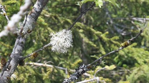 Lichen Growing on Tree Branches in the Black Forest
