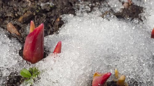 Spring Season Snow Melting