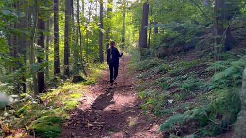 Rear View of Female Hiker is Trekking Through the Forest on Sunny Autumn Day