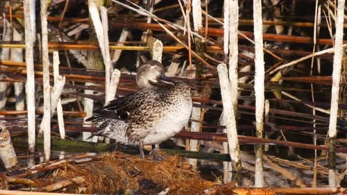Eurasian Teal