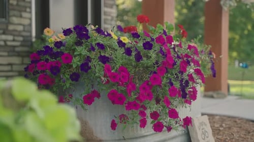View of varieties of hanging petunias and surfinias flowers in the pot outside house.