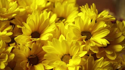 Close-up of Bright Yellow Chrysanthemum Flowers