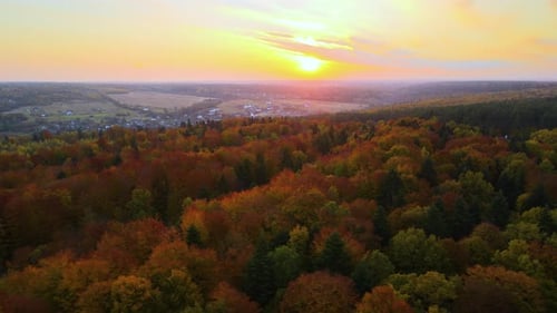 View From Above of Colorful Woods at Sunset Yellow and Orange Canopies in Autumn Forest on Sunny