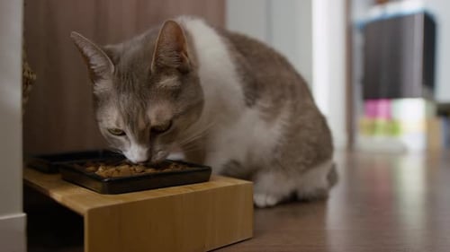 Gray and White Tabby Cat Eats Food Indoors