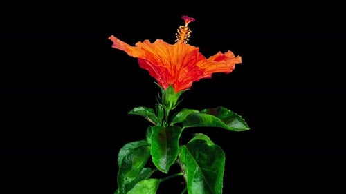 Orange Hibiscus Open Big Flower in Time Lapse. Blooming Neon Red Plant on a Black Background. Bloom