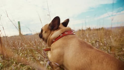 Happy Dog Running Through Grassy Field on Sunny Day