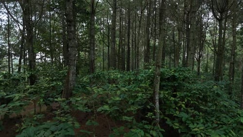 Natural scenery of green forest tree