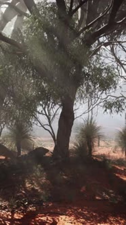 The Sun Shining Through the Trees in the Desert