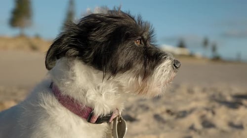 Jack Russell Terrier Hund am Strand schaut in die Sonne, entspannt aus nächster Nähe