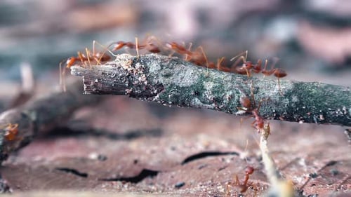 Busy Red Weaver Ants Crawling Along A Mossy Tree Branch