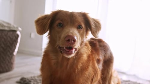 Beautiful Dog Nova Scotia Duck Tolling Retriever Dog At Home