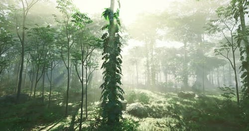 Sunlight Filters Through Lush Green Forest with Mist and Shadows