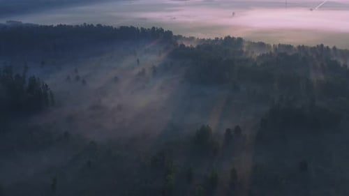 The Enchanting Misty Forest at Dawn Illuminated By Soft Sunlight and Shadows Creates a Magical