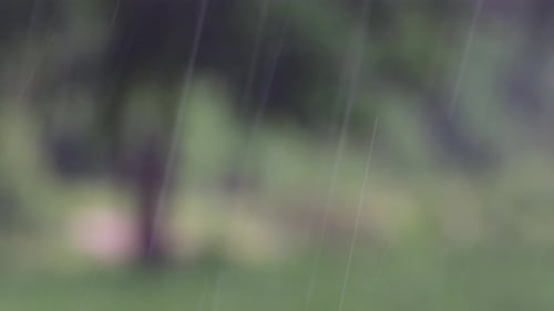Rain comes in the jungle anytime and one must enjoy the most out of it; here is a footage of the rai