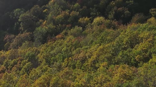 Im Herbst 04 über den Wald fliegen
