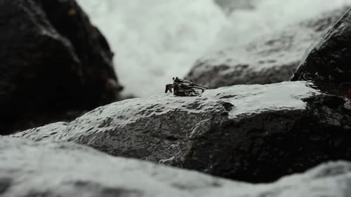 Small tropical island crab relaxing on the rocks along the shoreline.