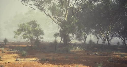 Misty Forest Landscape Animation with Ethereal Fog and Trees