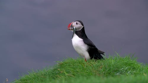 Cute Adorable Puffin Stands on Grassy Cliff Edge in Close Up Looking Out with Fish Hanging in Mouth.