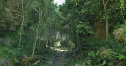 Lush Green Forest with Sunlight Filtering Through Trees in a Serene Valley