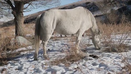 White Horse Grazing in Snowy Winter Field