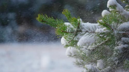 Snow Falling Fir Tree Branch Closeup
