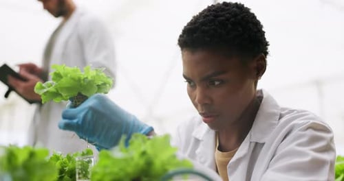 Woman Examining Lettuce in a Greenhouse Lab