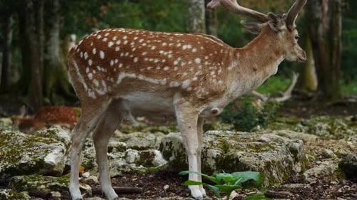 Male Fallow Deer with Antlers in Forest