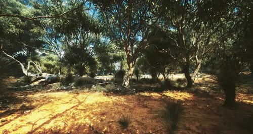 Sunlight Filters Through Trees in a Serene Forest Clearing During Midday