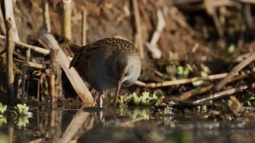 Water Rail Foraging in Natural Habitat