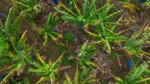 Aerial View of Lush Tropical Banana Tree Plantation