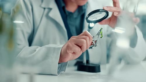 Science, lab and person with magnifying glass for plant for medical research