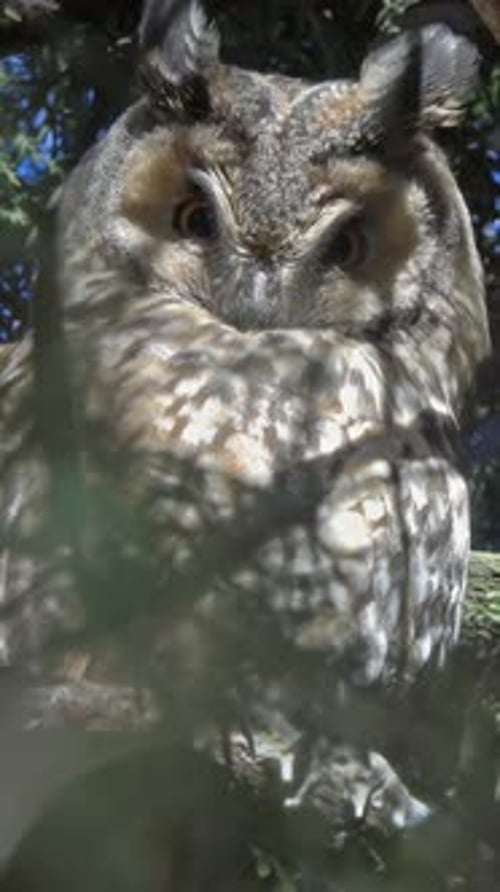 Close Up of Wise Owl Perched on Branch
