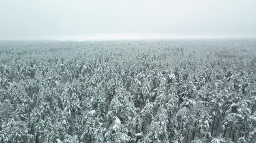 Aerial view of a frozen pine tree forest with snow covered trees in winter. Flight above winter fore