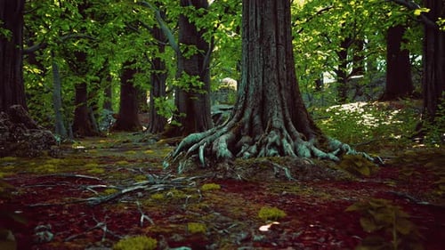 Large and Long Tree Roots with Moss