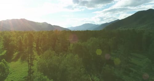 Aerial View Low Flight Above Evergreen Pine Tree Landscape with Endless Mountain Forest at Sunny