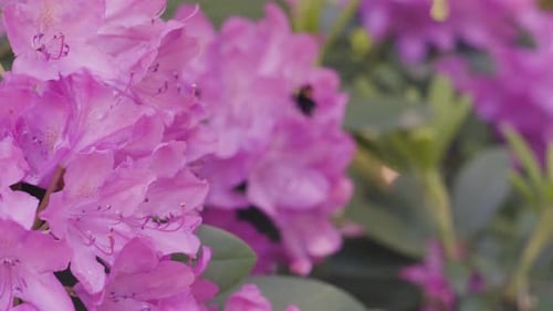 Close Up of Pink Rhododendron Flowers with Bee
