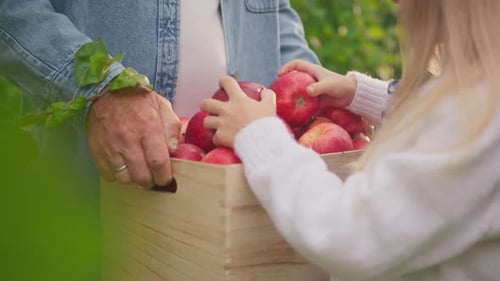 Closeup Footage of Hands of Male Gardener Footage of Blonde Little Girl Picking Apples in Garden