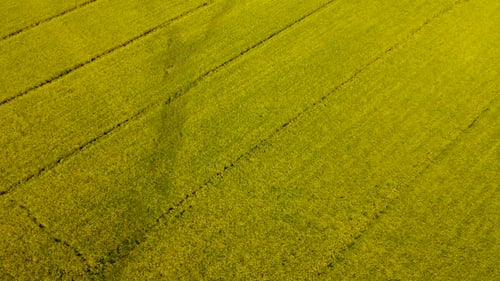 Aerial Footage of Yellow Fields of Flowering Rapeseed From Bird's Eye View