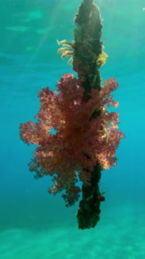 chaîne suspendue à une jetée recouverte de mollusques et de beaux coraux mous sous les rayons du soleil,