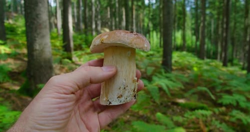 Man Holds a Mushroom in His Hands Against of a Green Pine Forest in Autumn