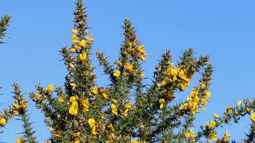 Ajonc commun, Ulex europaeus, fleurs sur fond de ciel bleu. Hiver
Royaume-Uni
